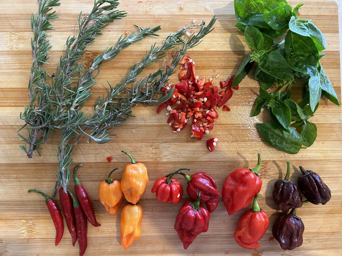 LaviniaEngel's tweet photo. My problem is I don’t have restraint. I keep tasting, crying a lil bit & adding more 😩☄️🌶️
My hottest peppers are in first pic: Red & Chocolate Carolina Reapers. #hotsauce #chilliheads #hotpeppers https://t.co/VbRydZAFjC