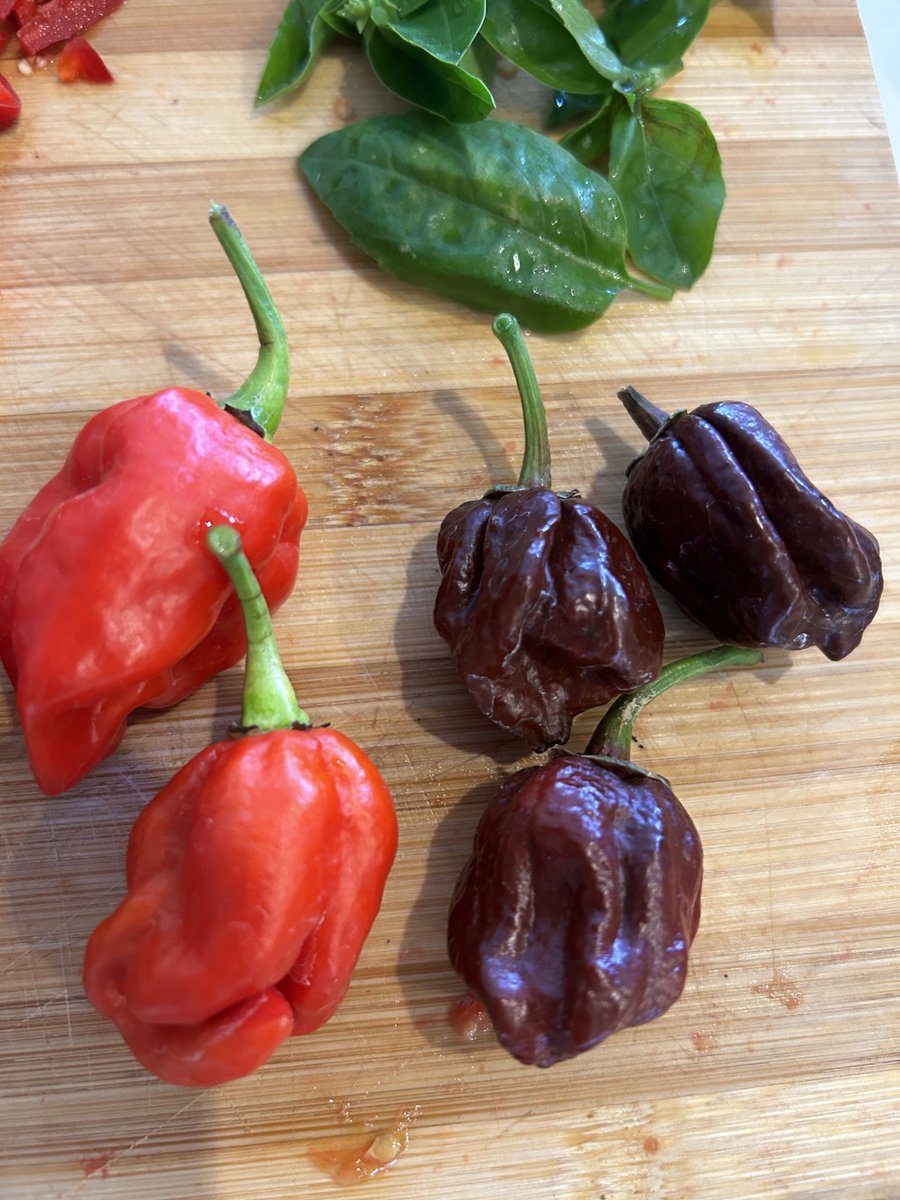 LaviniaEngel's tweet photo. My problem is I don’t have restraint. I keep tasting, crying a lil bit & adding more 😩☄️🌶️
My hottest peppers are in first pic: Red & Chocolate Carolina Reapers. #hotsauce #chilliheads #hotpeppers https://t.co/VbRydZAFjC