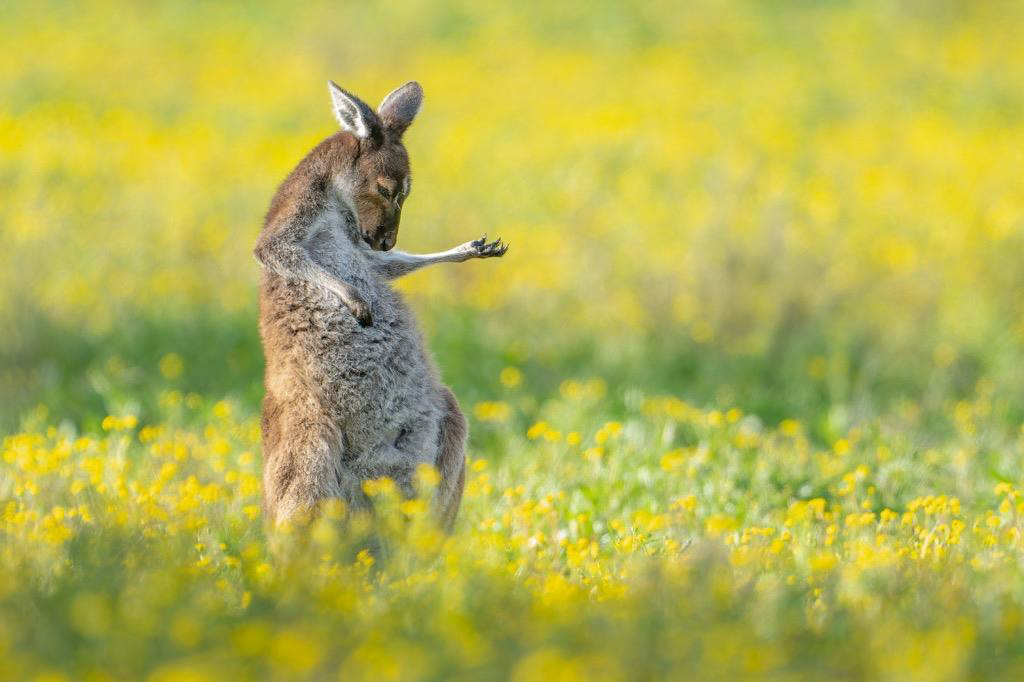 Nikon has partnered with Comedy Wildlife Photography Awards to bring you the Nikon Comedy Wildlife Awards (NCWA)! The competition is now open for entries - and it's free! amateurphotographer.com/latest/photo-n… 📷 Jason Moore @uknikon @comedywildlife