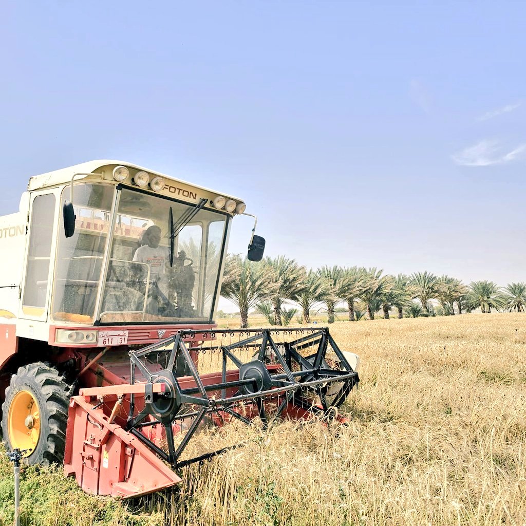 MAFWR_Dhahira's tweet photo. بدأت المديرية اليوم تقديم خدمات حصاد محصول القمح لدى مزارعي ولايات محافظة الظاهرة باستخدام آلة الحصاد متعددة الأغراض (الكومباين) ويتوقع المختصون إرتفاع إنتاجية المحصول لهذا الموسم نظرا لتوسع زراعات القمح بعدد من قرى ولايات المحافظة https://t.co/0yuLbgL92p