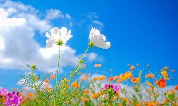 Baharın müjdecisi Nevruz Bayramı kutlu olsun. #NevruzBayramı