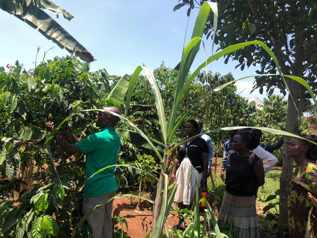 1/3 One of our major roles is creating awareness of why farmers especially the young farmers need to join forces. Together with our partners @TriasEastAfrica & @AHA_agrar under the IN-CENT project we are working with 22 TOTs to mobilize farmers into groups. #youngfarmers