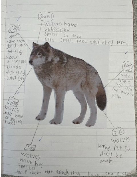 WhitewaysY2's tweet photo. In Year 2, Miss Sliwinska's class have been learning about wolves for the last couple of weeks. We have learnt all about them to create a leaflet. Here’s our learning journey! https://t.co/aCKpXeWcYz