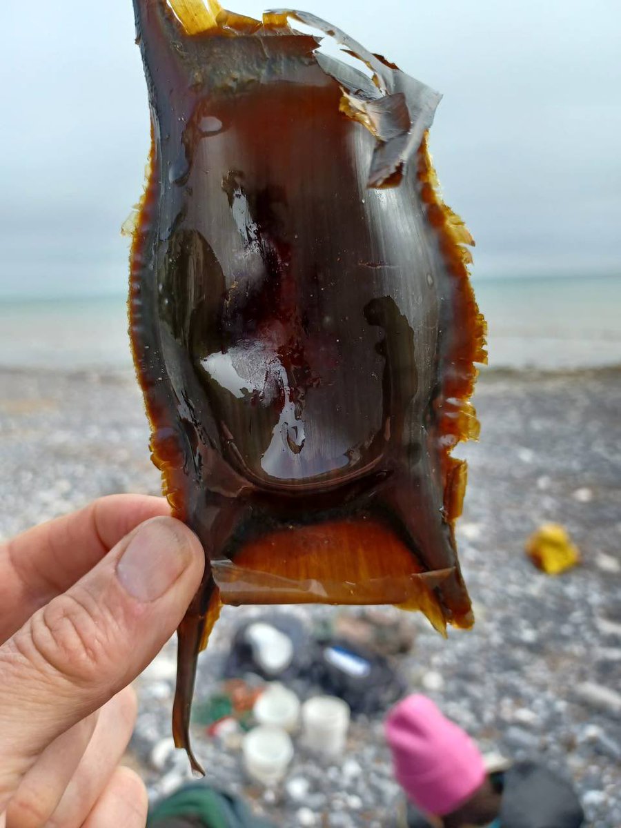 Did you know this is called a ‘Mermaid’s Purse? This egg case is from an Undulate Ray, identified by its colour and bobsleigh shaped horns. One of the amazing things we’re learning about on Wild Beach training with @sussexwildlifetrust for our Coastal Residentials this summer!