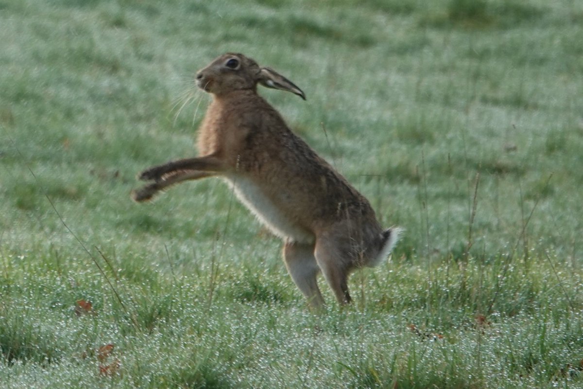 Mad as a March hare.
I was 'ringside' early this morning @AlthorpHouse for the main event!
Early spring mornings are always the best time to see this fantastic spectacle. It never ceases to make me smile.
Conservation@althorp.com #boxinghares #Althorppark #madmarchhare #brownhare