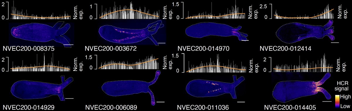 What happens beyond the wound site during regeneration? Check out our most recent work to learn how far Nematostella will go to restore itself. A collaborative effort! #EMBL biorxiv.org/content/10.110…