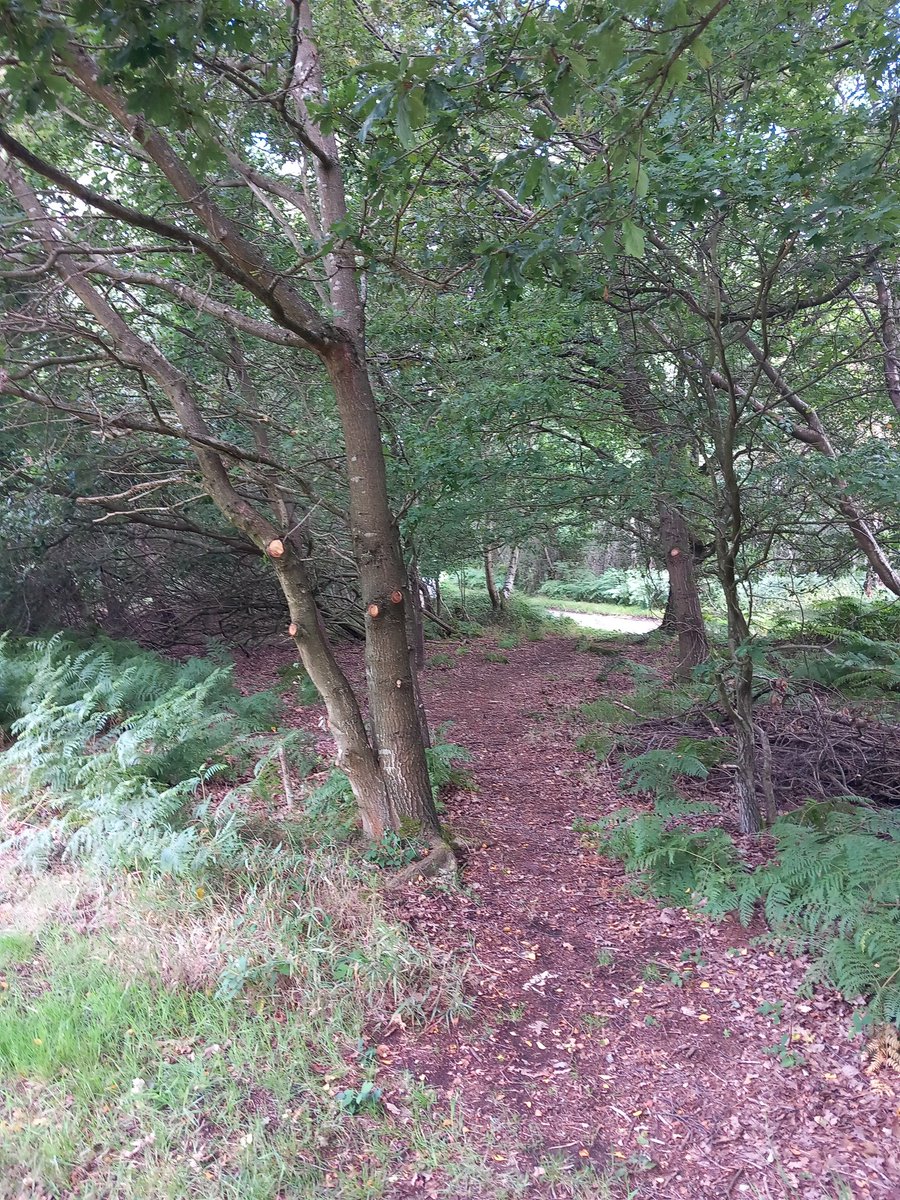 FryerningFrame's tweet photo. #WrittleForest #MillGreen #Ingatestone #Essex
A nice circular walk from @greateranglia
#Ingatestone @ESSCRP_ https://t.co/jFxp8Mu0BX