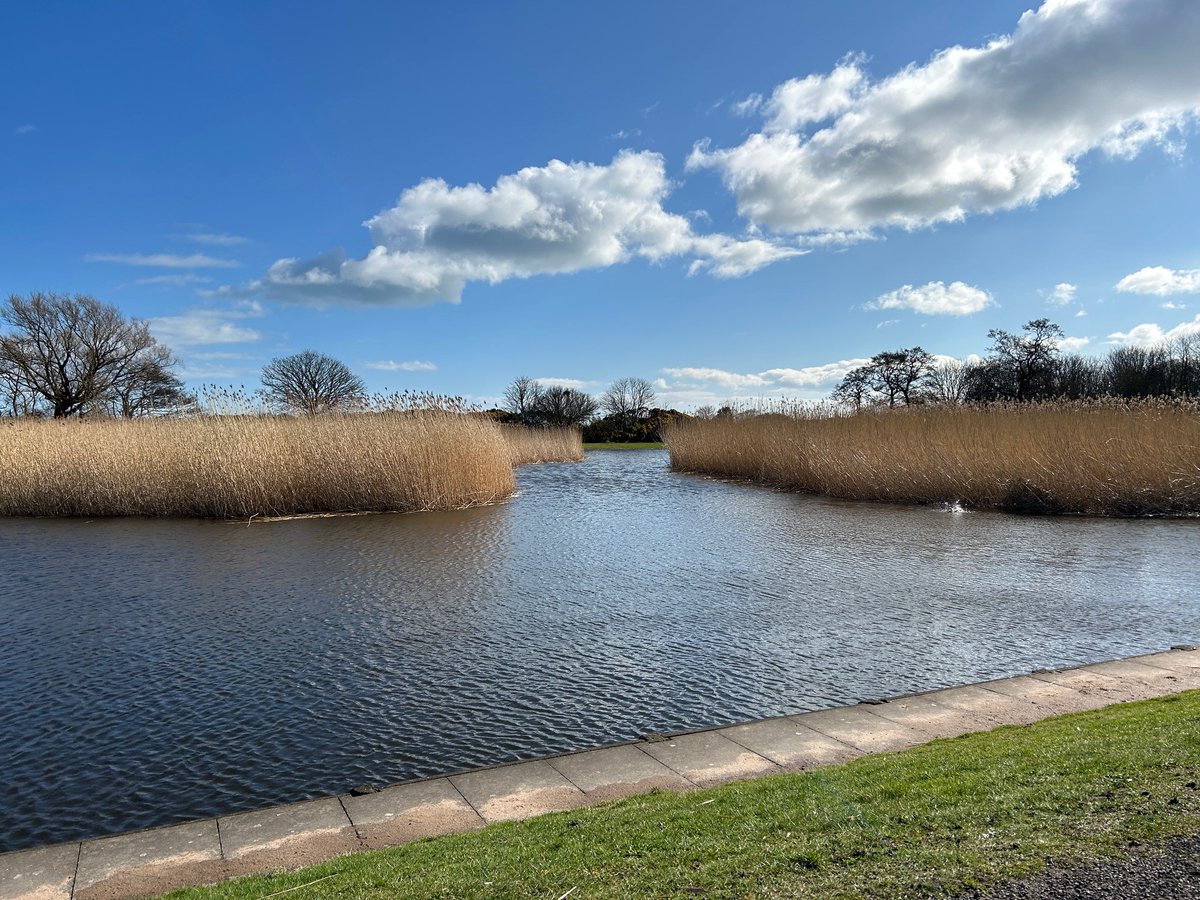 Reedbed habitat restoration at the Curlie pond in Montrose is now complete. There is now a greater area of open water to support the many species that rely on this wildlife haven in the town. #Montrose #NatureRestoration @AngusCouncil