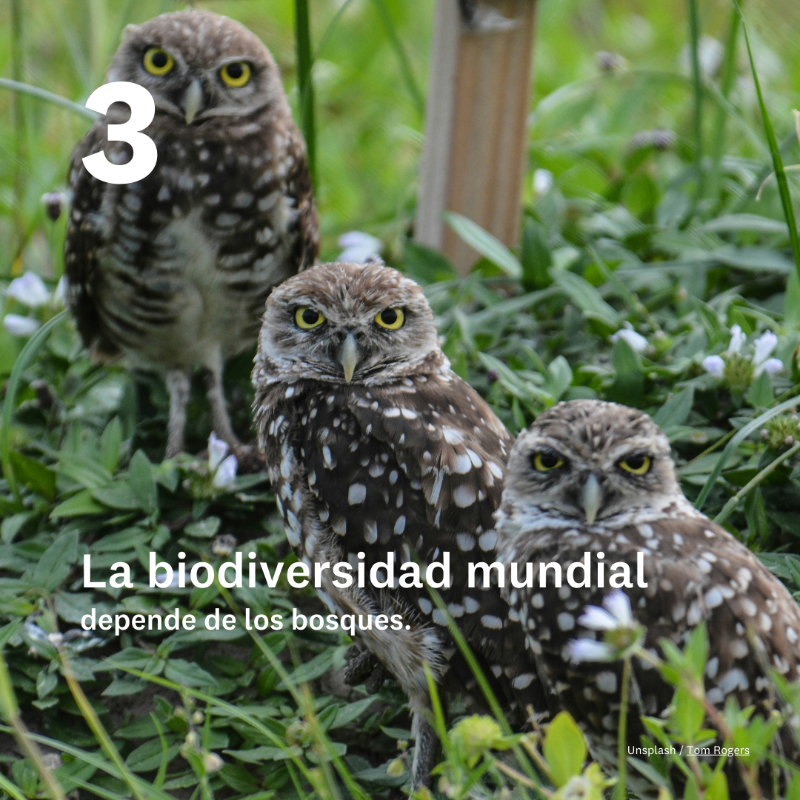 CMNUCC's tweet photo. ¡Feliz #DíadelosBosques!

Los bosques poseen increíbles superpoderes que impulsan la acción por el clima: desde la captura de carbono hasta la conservación de la biodiversidad.

🌳💪🌲

¡Celebremos el poder de los bosques e impulsemos su protección! 

Más información ⤵️
@UNUEHS