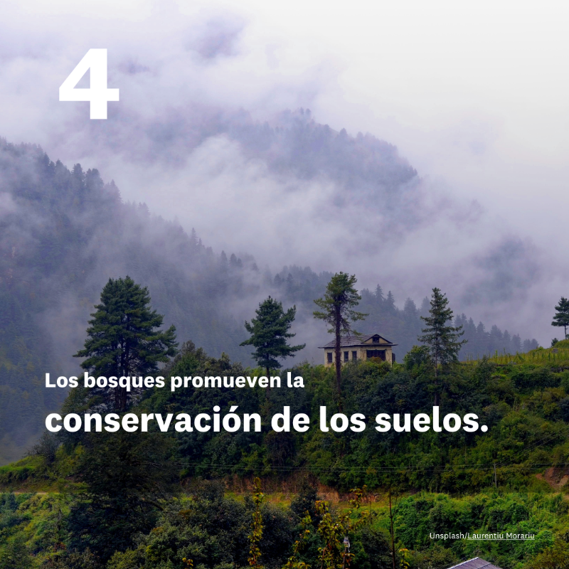 CMNUCC's tweet photo. ¡Feliz #DíadelosBosques!

Los bosques poseen increíbles superpoderes que impulsan la acción por el clima: desde la captura de carbono hasta la conservación de la biodiversidad.

🌳💪🌲

¡Celebremos el poder de los bosques e impulsemos su protección! 

Más información ⤵️
@UNUEHS