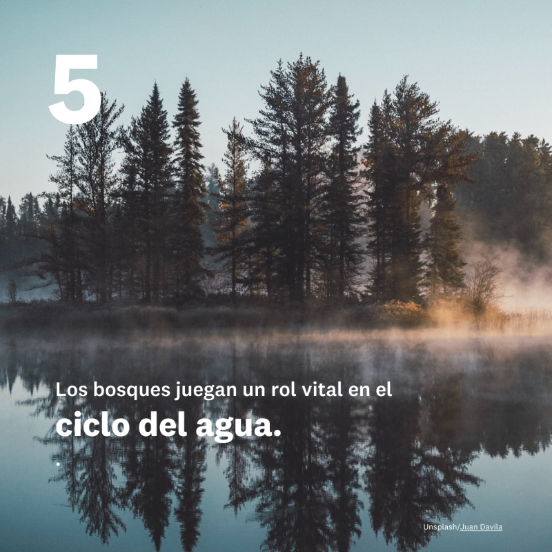 CMNUCC's tweet photo. ¡Feliz #DíadelosBosques!

Los bosques poseen increíbles superpoderes que impulsan la acción por el clima: desde la captura de carbono hasta la conservación de la biodiversidad.

🌳💪🌲

¡Celebremos el poder de los bosques e impulsemos su protección! 

Más información ⤵️
@UNUEHS