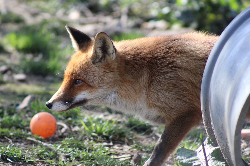 30millionsdamis's tweet photo. #JeudiPhoto - En Dordogne, le refuge Clos des Renardises prend soin des renards roux en perte d’autonomie, et inaptes à la vie sauvage. Ces 6 petits pensionnaires sont tous complices les uns avec les autres. 📷Carine Gresse https://t.co/mLiKUiubwL