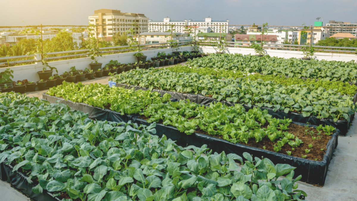 💚 Urban agriculture can emerge as a solution amidst challenges of #foodsecurity, environmental degradation & #climatechange. With the new EU Institutional term ahead, there's an opportunity to foster #UrbanAgriculture, delivering greener cities. 🔗More: bit.ly/3vczBrB