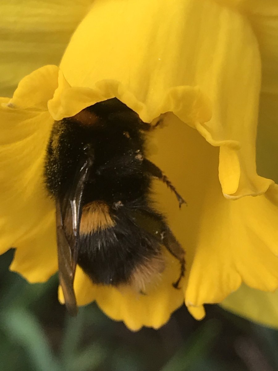 Enjoying hearing the buzz of the bumble accompanying me on my walks again although I have to watch my step along some of the paths #insecthursday #BuzzDontTweet #bumblebee @BumblebeeTrust