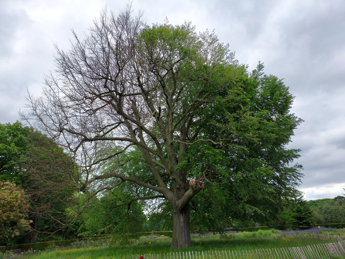 The Royal Parks tweet media