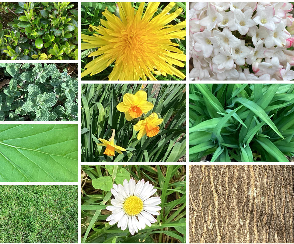 Spring has sprung at Invicta and yesterday our Year 7 and 8 POP Photography students enjoyed the first day of spring by focussing on natural textures!

#Photography #Spring #FirstDayOfSpring