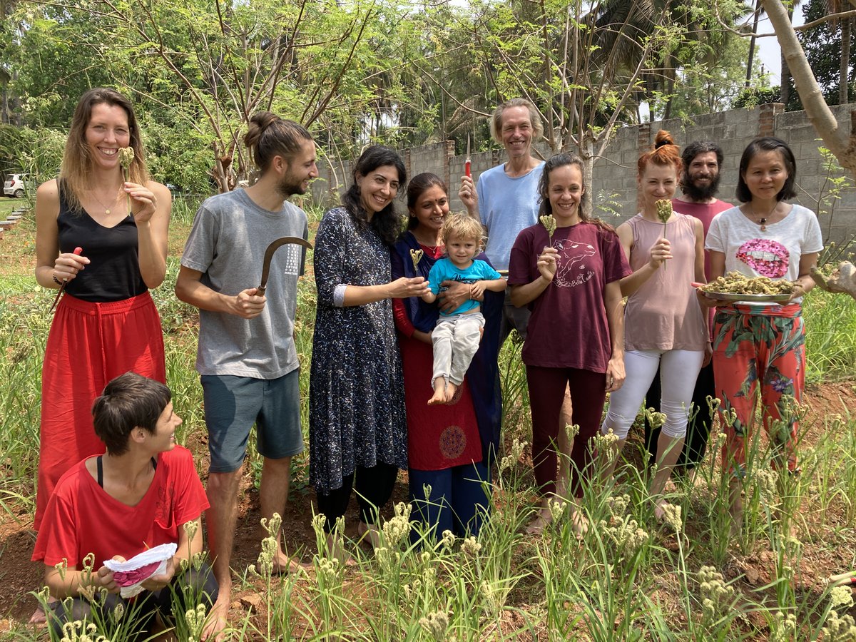 myyogagita's tweet image. From field to feast, we witnessed all the steps in the ragi (finger millet) harvest.

Have you ever experienced the joy of cooking with freshly harvested ingredients?

#farmtotable #traditionalcooking #holybellykitchen #happybelly #happyfood #joyfulcooking #joyofcooking