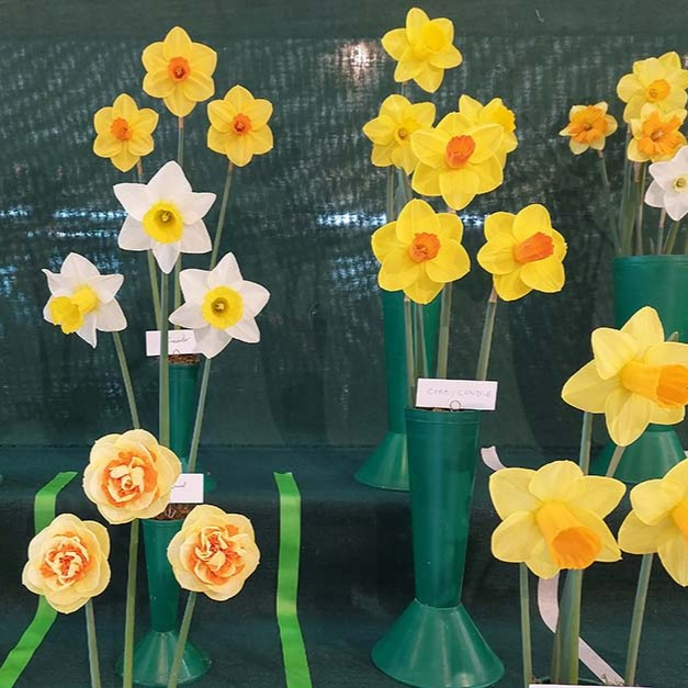 It's the final day of the daffodil show (Thu 21 Mar), so join us from 10am and feast your eyes on hundreds of gorgeous blooms! Normal garden admission applies, and RHS Members go free. #Daffodils