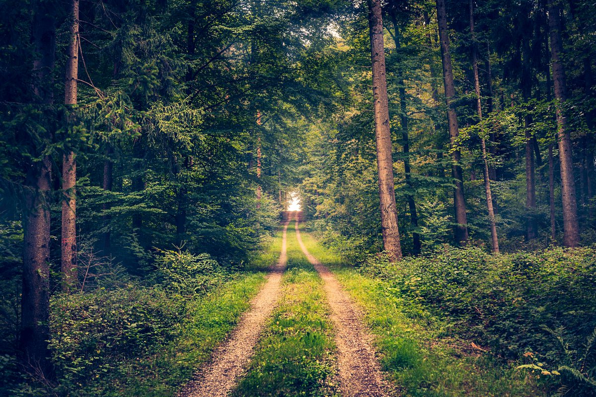 AbiocisaLab's tweet photo. Hoy se celebra el Día Internacional de los Bosques🌲

Este día se celebra con el fin de concienciar sobre la importancia de todos los tipos de bosque. Además del papel fundamental que desempeñan para abastecer al planeta de agua dulce, recurso esencial para la vida. https://t.co/bwgPjCW58u