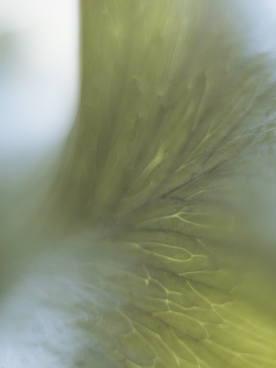 More experimentation with the Helios and extension tubes, creating some abstract botanical shots. The background rendering and lens flare caused by the focal reducer creates some interesting images. Think I've found myself a little project 😄 #Helios #OMSystem