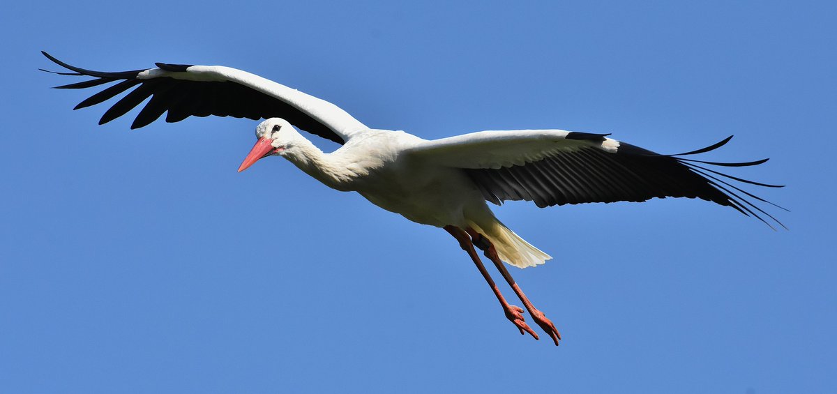Did you know Sussex leads on #rewilding? Knepp Estate shows nature recovering. See storks nesting: whitestorkproject.org/live-cam-feed/ Enjoy walks: knepp.co.uk/plan-ahead/ Hear about Knepp: bbc.co.uk/sounds/play/m0… (from 1.46.14). Join us @KneppWilding on 7 Sept: cpresussex.org.uk/news/7-septemb…