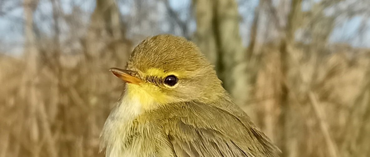 Willow Warblers on the Teifi Marshes @Welshwildlife this morning, our previous earliest ringed 8th April..
