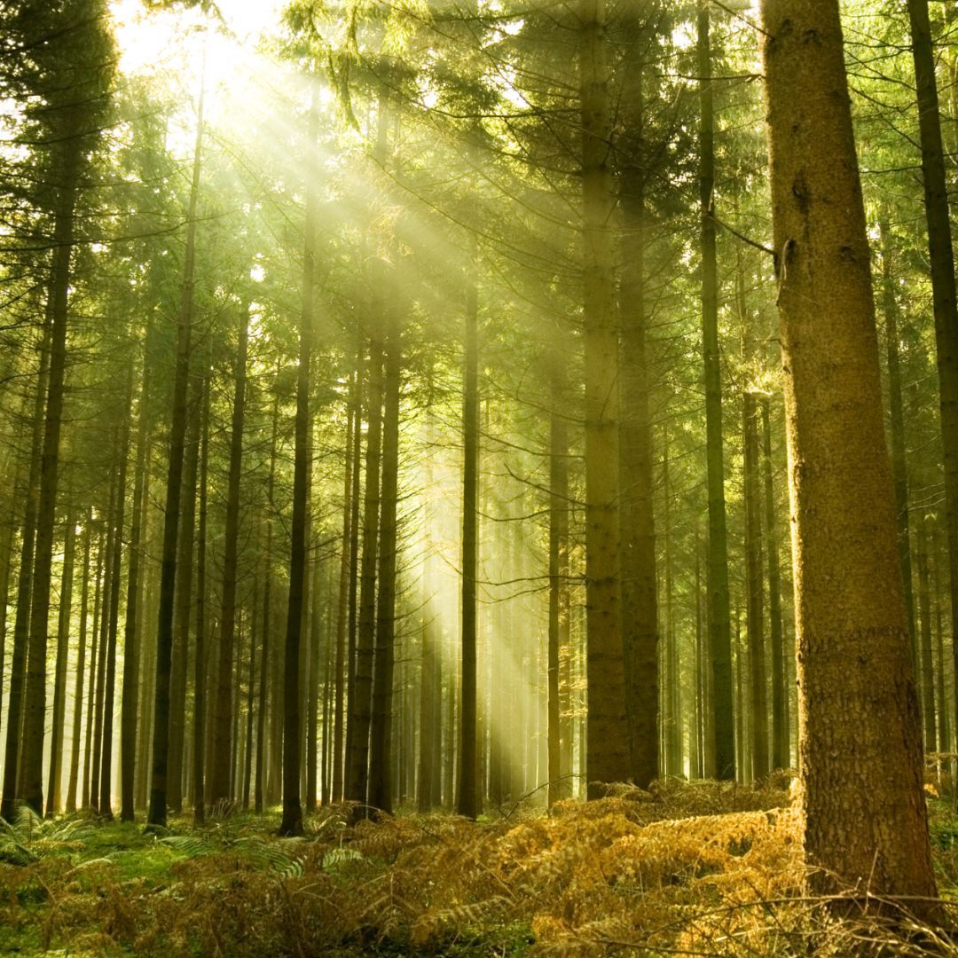 Streif UK Ltd (@streifuk) on Twitter photo This #InternationalDayOfForests we’re highlighting our sustainably sourced timber supply chain.
For the #Streif UK sustainable building systems, we use:
🌲<a href="/binderholz_com/">binderholz group</a> solid wood for construction KVH®
🌲100% <a href="/PEFC/">PEFC International</a>-certified timber products
buff.ly/4a6s0dv This #InternationalDayOfForests we’re highlighting our sustainably sourced timber supply chain.
For the #Streif UK sustainable building systems, we use:
🌲<a href="/binderholz_com/">binderholz group</a> solid wood for construction KVH®
🌲100% <a href="/PEFC/">PEFC International</a>-certified timber products
buff.ly/4a6s0dv