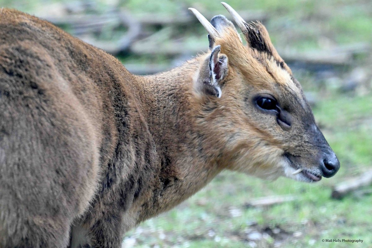 Muntjac deer. Through the visitor centre window yesterday @SWTLackfordLake