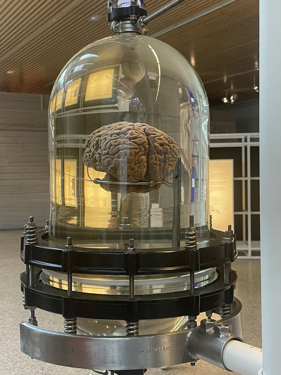 InsuaSara's tweet photo. En el museo también nos enseñaron un cerebro de verdad, donado por una persona. Está muy bien para enseñárselo a los niños y que vean cómo es realmente.
#AprendizajeCCSS
#HistoriaEUMZA https://t.co/IeRWqz6xcR