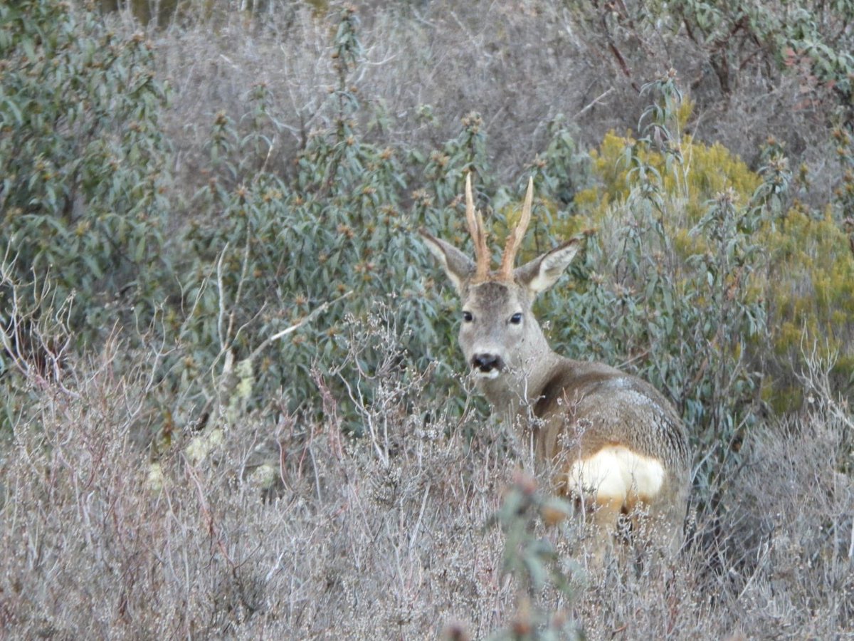 ACEcorzo tweet media