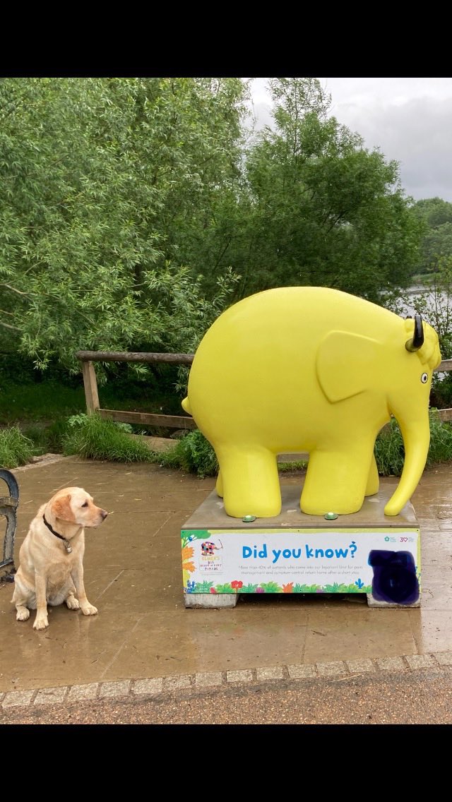 #ThrowbackThursday @guidedogs Mabel first ⁦@heartofkenthosp⁩ Elephant 2021. Can't wait for the  'Shaun in the Heart of Kent' trail later this year #ShaunHeartKent