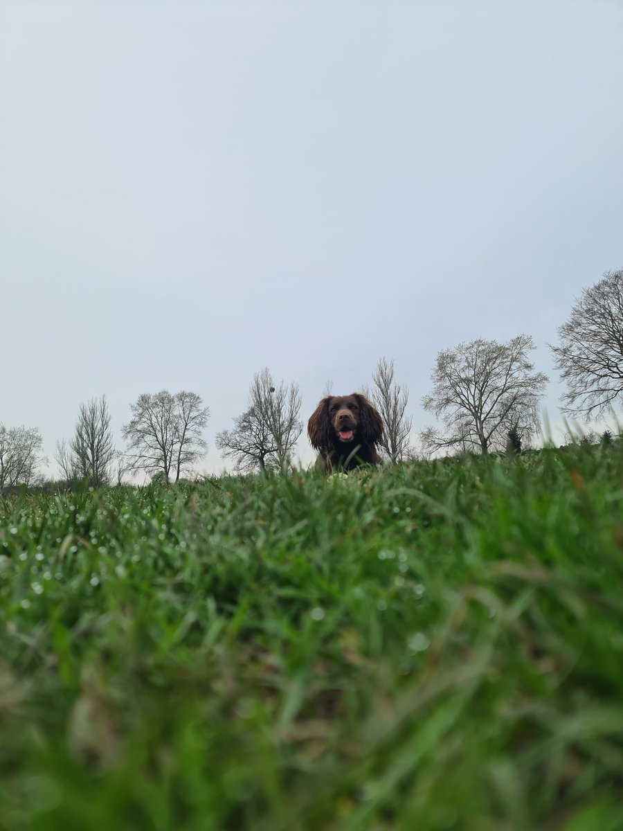 It's so beautiful seeing drops of dew on the grass and enjoying it with my favourite fluff ball ❤️ #preinterviewnerves #nature #OTinterview