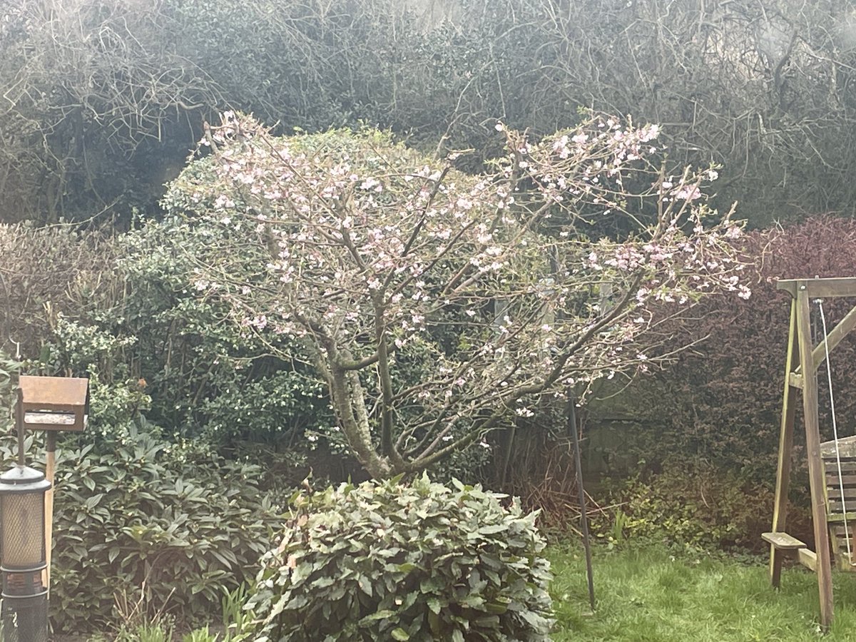 Ros Rigby (@rosrigby) on Twitter photo Our Prunus is coming to the end of its blossoming period but it still lovely - hooray for #blossomwatch - enjoyed hearing Simon Armitage's poem on <a href="/BBCRadio4/">BBC Radio 4</a> this morning. Our Prunus is coming to the end of its blossoming period but it still lovely - hooray for #blossomwatch - enjoyed hearing Simon Armitage's poem on <a href="/BBCRadio4/">BBC Radio 4</a> this morning.