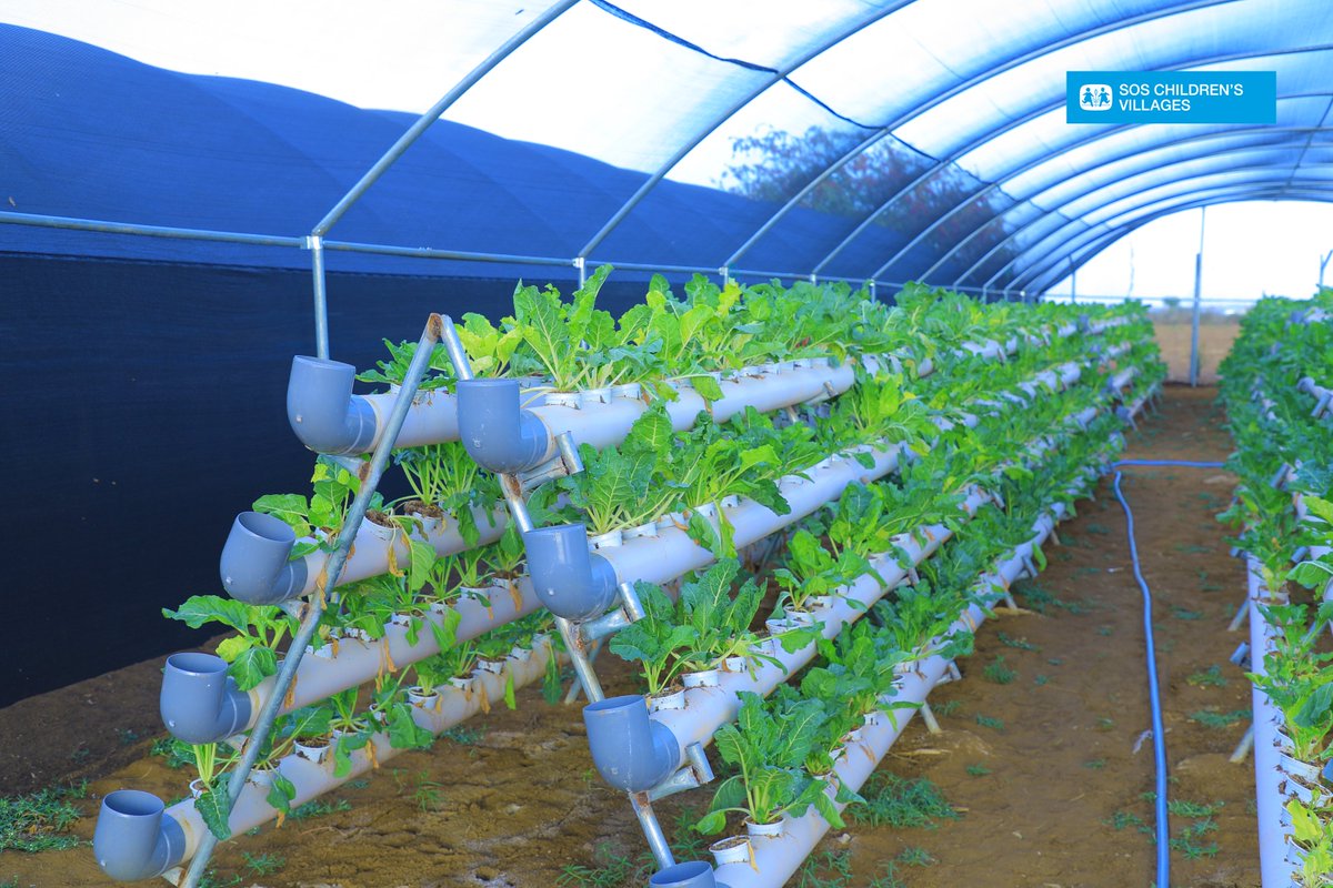 Great news! 🌍🌱The @MoECC_Somalia, along with the Southwest State Ministry of #environment, visited our innovative hydroponic project in Baidoa!🌿They got to see firsthand how SOS Children's Villages in Somalia is using #Smart farming to grow #Fresh produce.🌾🍅