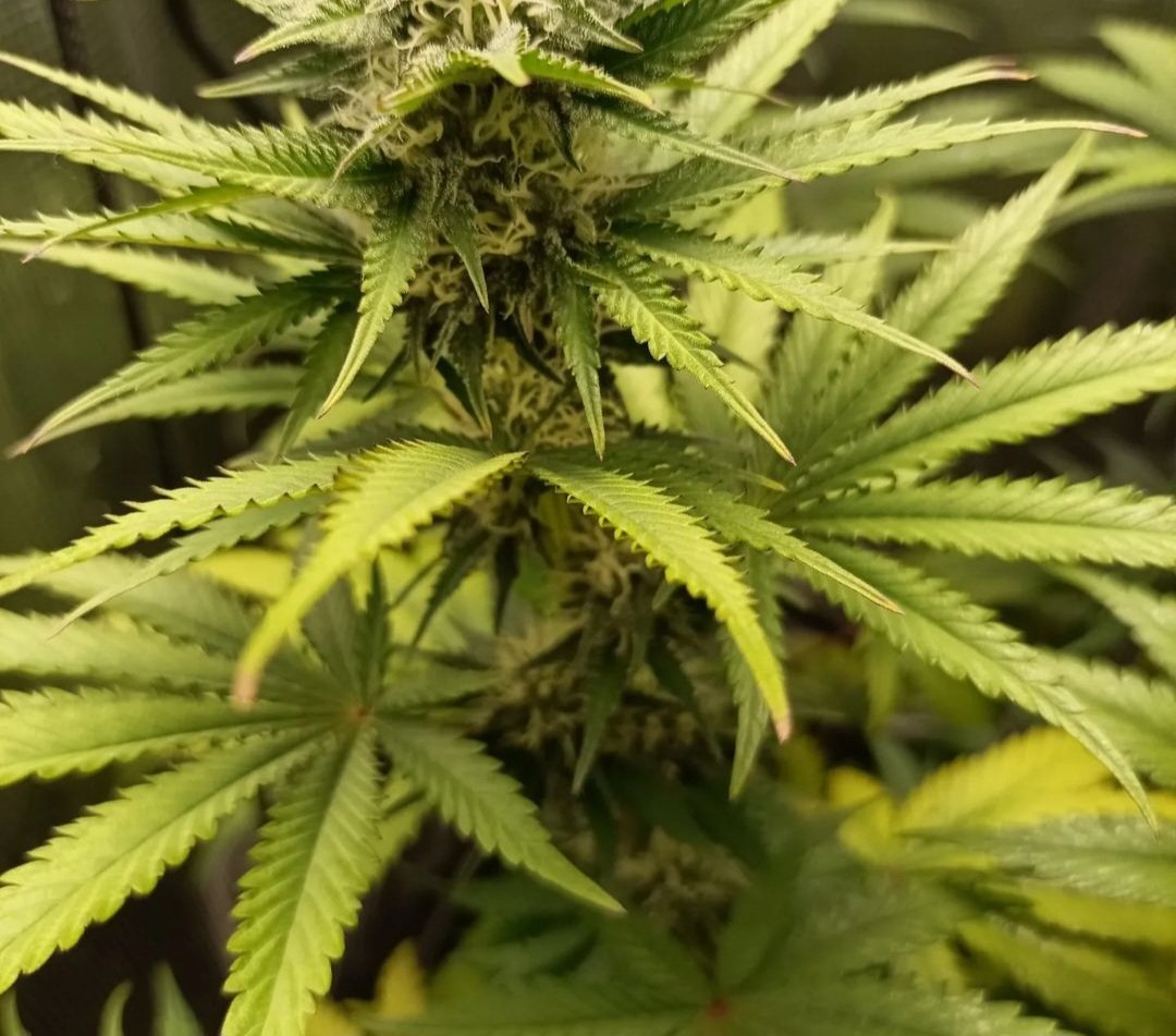 KannabiaSeeds's tweet photo. BREAK-UP CAKE de #KannabiaSeeds ๐ฑ @IntKannabia @Kannabia_Samen @Kannabia_US
๐ท Credits: (IG) @la_milla_420 Gracias, #kannabista ๐๐ฏ๐งก๐
โน๏ธ #BreakUpCake #cannabisseeds โก๏ธ
https://t.co/pOTD2bJhOI
Fem โ๏ธ
Girl Scout Cookies x Cherry Pie
Indica dominant hybrid
#cannabisculture https://t.co/56AuN8IgKA