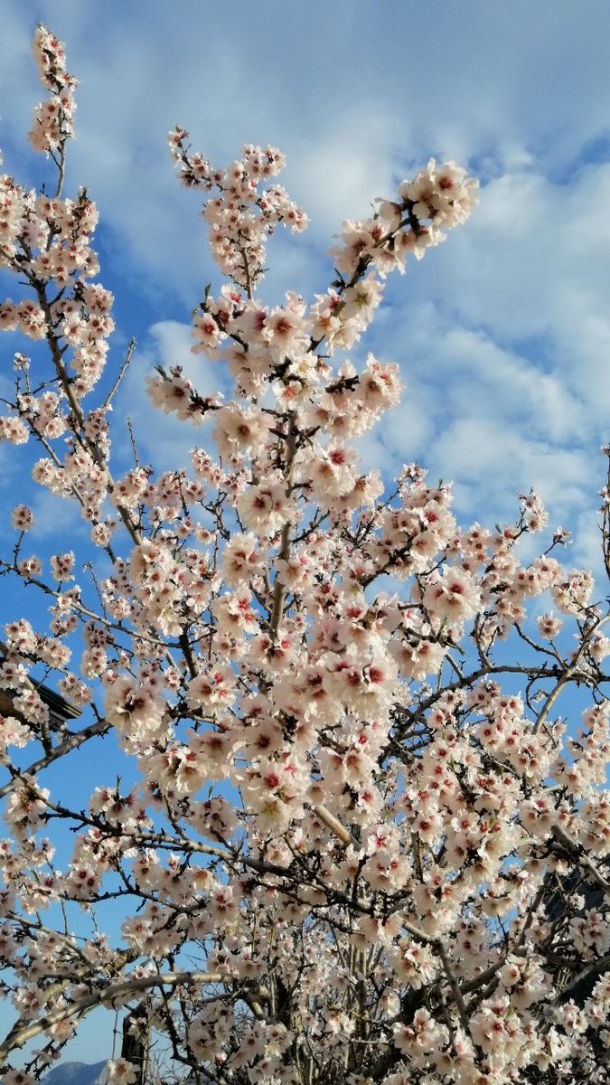 Birliğin, bereketin, bolluğun ve kardeşliğin bayramı Nevruz Bayramı Kutlu Olsun.