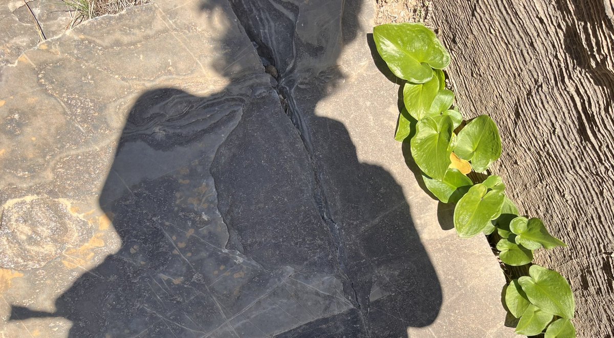 “La poesía es una disciplina tiránica; vas tan lejos, tan rápido, que en un espacio reducido tienes que desviarte a toda la periferia” #SylviaPlath #Díadelaapoesía