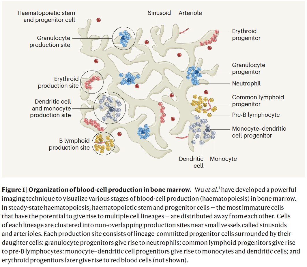 FlorianLab_StemCellAging (@florian_scaging) on Twitter photo In this News&Views I highlight🤩 a new powerful method to image different blood cells and haematopoietic progenitors in the bones. Take a look!🔥🔥🔥 <a href="/NatureNV/">Nature News & Views</a>
rdcu.be/dBUl3
👏🏽🥳<a href="/DanielL84885058/">Daniel Lucas</a> In this News&Views I highlight🤩 a new powerful method to image different blood cells and haematopoietic progenitors in the bones. Take a look!🔥🔥🔥 <a href="/NatureNV/">Nature News & Views</a>
rdcu.be/dBUl3
👏🏽🥳<a href="/DanielL84885058/">Daniel Lucas</a>