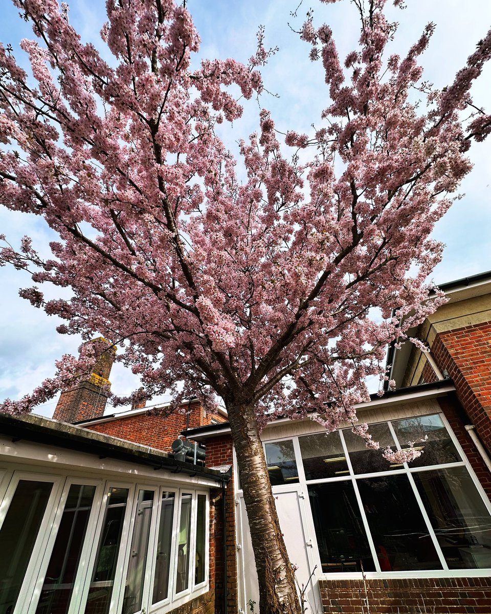 Spring has sprung at The Bourne Academy @AvothMark