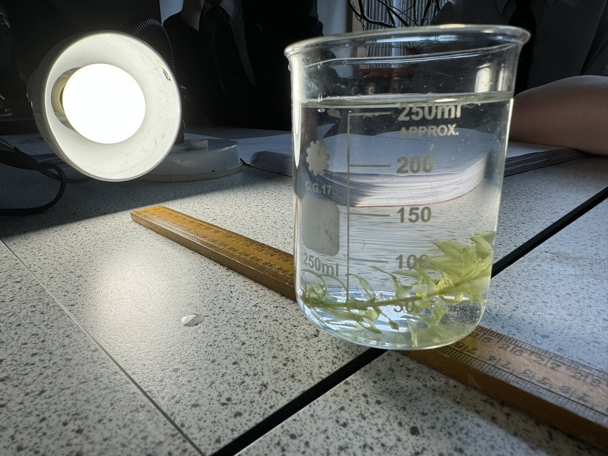 OACaScience's tweet photo. 🔬 Shedding light on photosynthesis! Year 10s just completed their pondweed light intensity experiment. 💡 Witnessing science in action as they measure and analyse data 🌱 #STEM #science @OACarlton @OutwoodScience https://t.co/i9pOxqSPw6