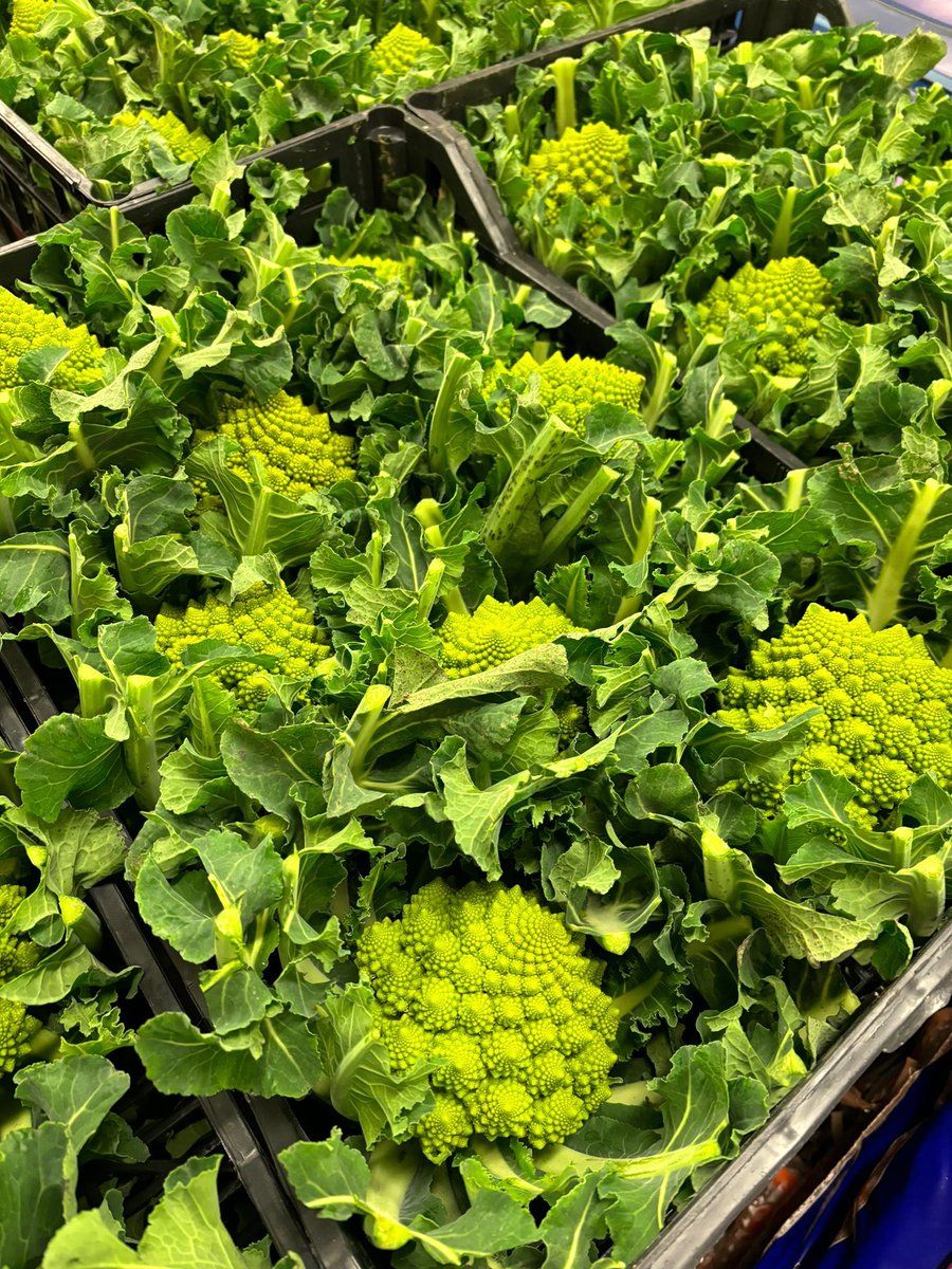 ContFruitsTavistock tweet media