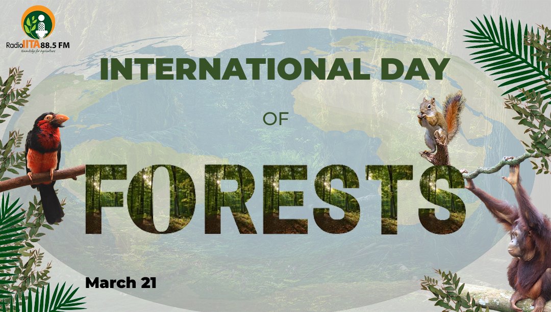 🌲 Embrace Forests and Innovation on International Day of Forests 2024! Join the movement for sustainable forestry solutions and climate action. Together, let's protect our precious ecosystems for a better tomorrow. #ForestDay #ForestsAndInnovation 🌳 @IITAForest @IITA_CGIAR