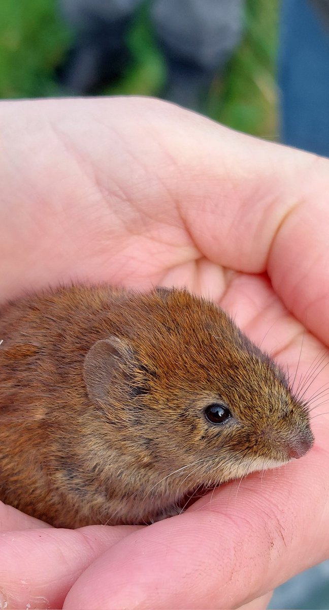 Vole time! Up bright and early with our @SussexUni students surveying small mammals on campus. Did you know that almost all Britian's small mammals are declining? We need to make space for #wildlife. 🐾 @SussexLifeSci @Mammal_Society