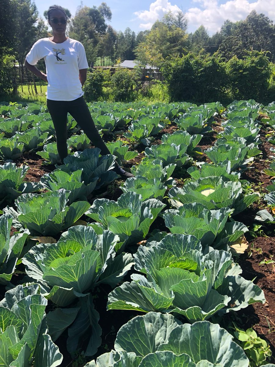 It is important to look back and see how far you have come. Be your own cheerleader.
Gloria F1 from Simlaw grown using @YaraKenya crop nutrition program.
@diangaronald @rodgers_kirwa 
#throwback #tbt #MboleaNiYara #AgribusinessTalk254