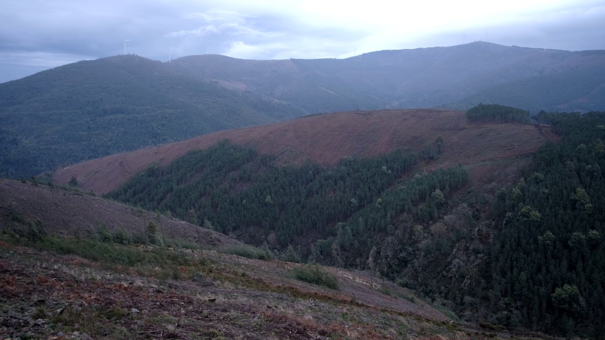 Trees from clearcutting in Portuguese nature reserve found to have gone to Drax pellet supplier - New video investigation by us an @ZEROasts biofuelwatch.org.uk/2024/drax-pine…