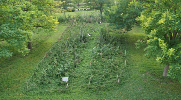 UTTroyes's tweet image. 🌳🌿 #JournéeInternationaledesForêts !  Découvrez la forêt urbaine Miyawaki de l'UTT, un écosystème florissant en plein cœur du campus. Une oasis de biodiversité, créée par les étudiants et le personnel de l'UTT. Engageons-nous à protéger nos forêts ! #JIF2024 🌍💚