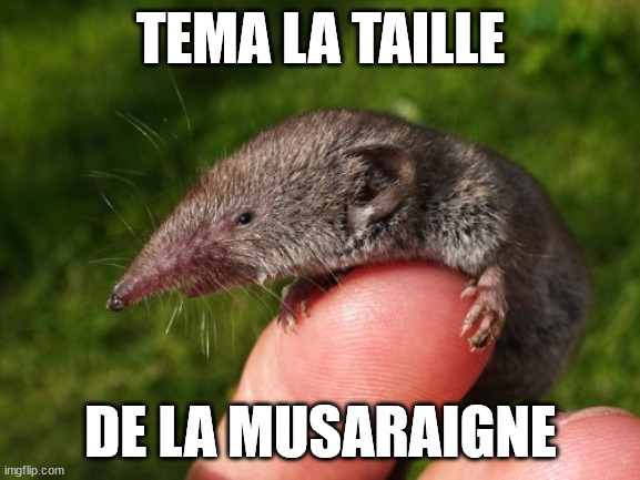 CroceFabio2153's tweet image. - C’est un rat garou je crois…
- Je suis pas expert mais ça ressemble plutôt à une musaraigne. Kess t&apos;en sais qu’il est garou ?
- Il hurle sous la pleine lune jsp ce qu’il te faut
- c’est moi ou il grossit ? 
- mhm non je suis à peu près sûre qu’il vient vers nous là #CSTGre