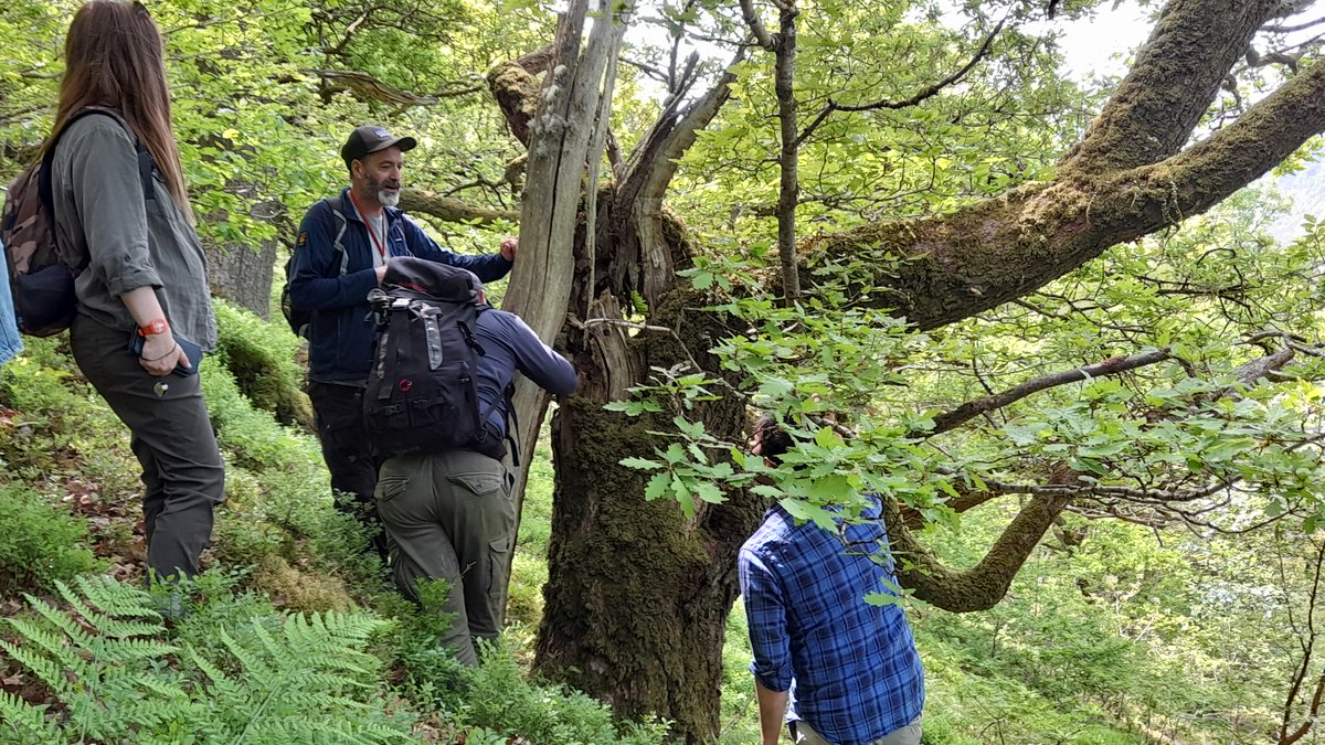 Do you love Welsh woodlands? Do you want to work with our temperate rainforests, and their wonderful ferns, mosses and lichens? @PlantlifeCymru might just have the perfect role for you! plantlife.org.uk/careers/rainfo… (Closing date April 14th)