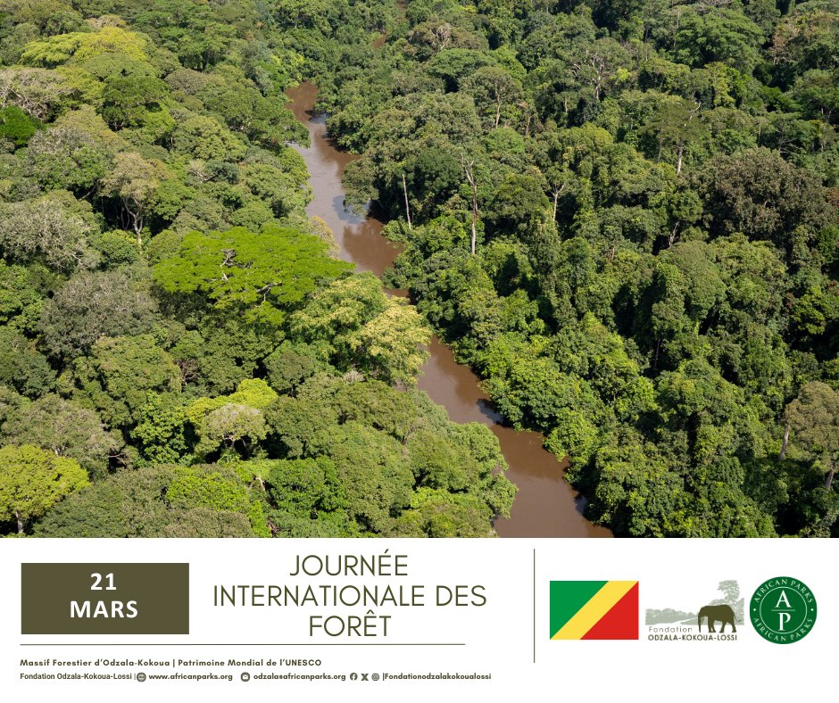 🌍🌳 Journée Internationale des Forêts! 🌳✨
   <a href="/AfricanParks/">African Parks</a> #parcnationalodzalakokoua #CongoBrazzaville #Fondationodzalakokoualossi #Sanctuairedegorillesdelossi #foret #forettropicale #Massifforestier #ForestDay #JournéeInternationaleDesForêts #Reboisement