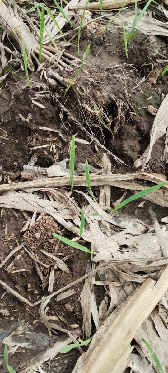 Roberto Peiretti (@peirettiroberto) on Twitter photo Right after harvesting our first corn paddock, we came across & topdressed Avena strigosa as cover/service crop. It received some rain and already germinated and is coming through corn stoover.....<a href="/AgBioWorld/">Channa Prakash</a> <a href="/ADAlvarez7/">AD Alvarez ๐๐๐ฑ๐ฝ๐ต๐ญ</a> <a href="/bramaccimmyt/">Bram Govaerts CIMMYT</a> <a href="/GlobalFarmerNet/">GlobalFarmerNetwork</a> <a href="/PaolaCampitell1/">Paola Campitelli</a> <a href="/RSaik/">Robert Saik, PAg, CAC, CEO ๐จ๐ฆ๐บ๐ฆ</a> Right after harvesting our first corn paddock, we came across & topdressed Avena strigosa as cover/service crop. It received some rain and already germinated and is coming through corn stoover.....<a href="/AgBioWorld/">Channa Prakash</a> <a href="/ADAlvarez7/">AD Alvarez ๐๐๐ฑ๐ฝ๐ต๐ญ</a> <a href="/bramaccimmyt/">Bram Govaerts CIMMYT</a> <a href="/GlobalFarmerNet/">GlobalFarmerNetwork</a> <a href="/PaolaCampitell1/">Paola Campitelli</a> <a href="/RSaik/">Robert Saik, PAg, CAC, CEO ๐จ๐ฆ๐บ๐ฆ</a>